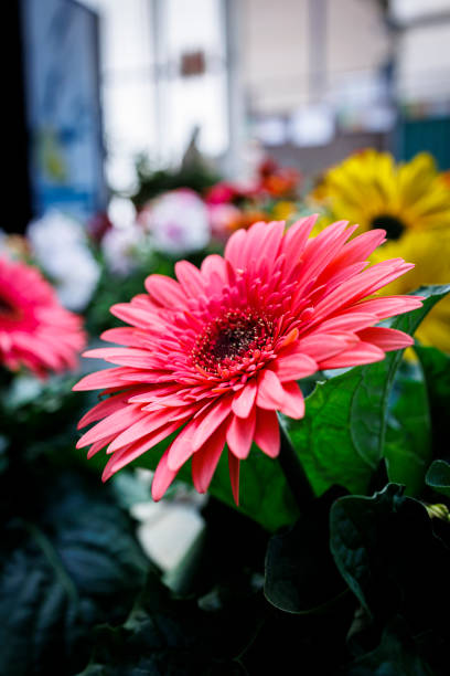 istock Garden Oasis: Fresh Flowers from the Nursery 1493967888