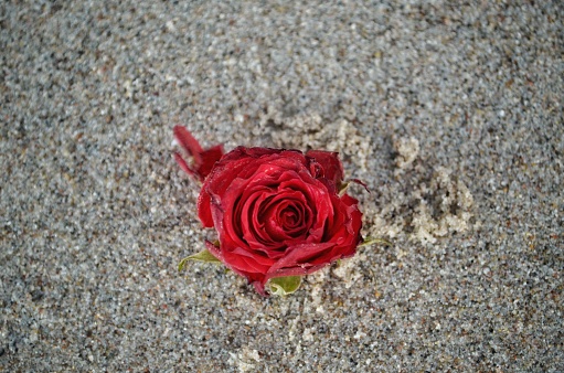 A red rose found on the beach. Could symbolize a broken heart