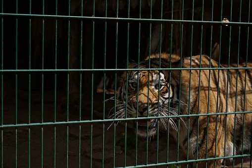 A tiger baring its teeth in a cage