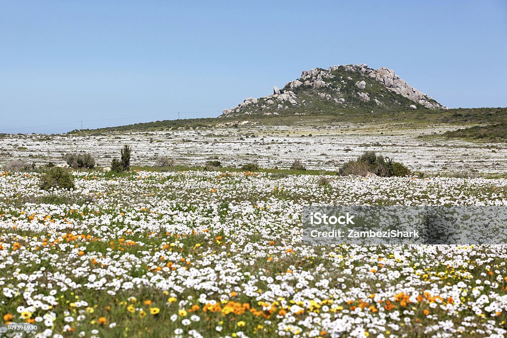 African Wildflowers A profusion of wildflowers growing in the West Coast National Park, near Langebaan in the Western Cape, South Africa. South Africa Stock Photo