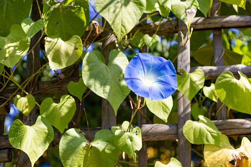 Close up of a beautiful blue morning glory flower in a Cape Cod garden.