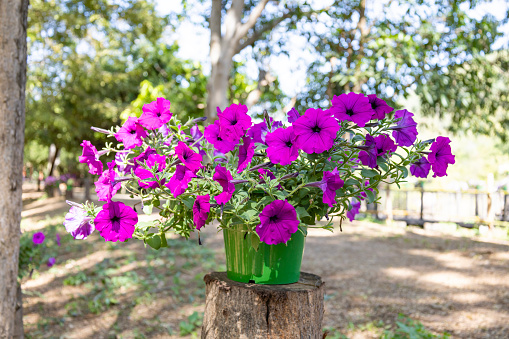 Purple petunias in the pot in the garden, Garden flowers concept