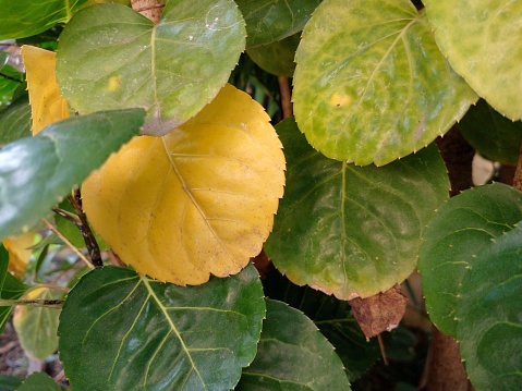 Heart-shaped leaves. Plum aralia plant as background.