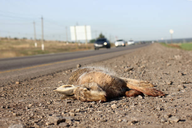istock the dead hare on the side of the highway 1493973126