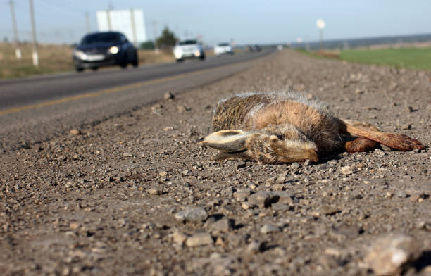 istock the dead hare on the side of the highway 1493973132