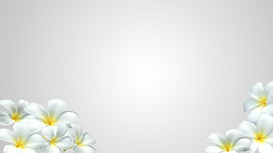 Frangipani flowers on white Background