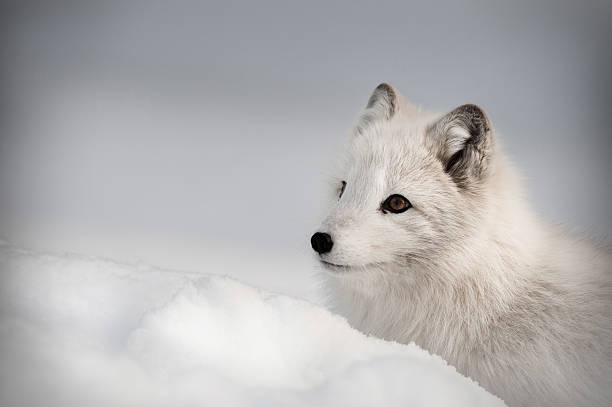 Raposa Polar na neve profunda - foto de acervo
