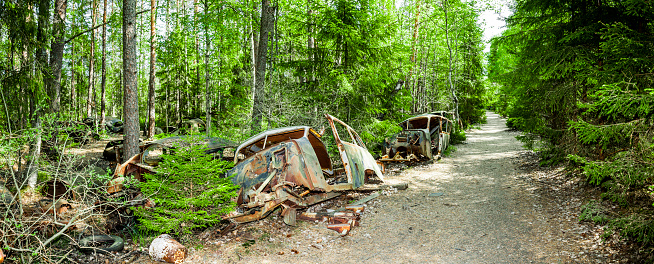 Vintage cars in a car graveyard in a forest