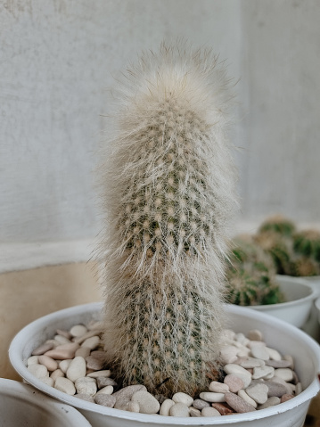 Silver torch cactus or Cleistocactus strausii