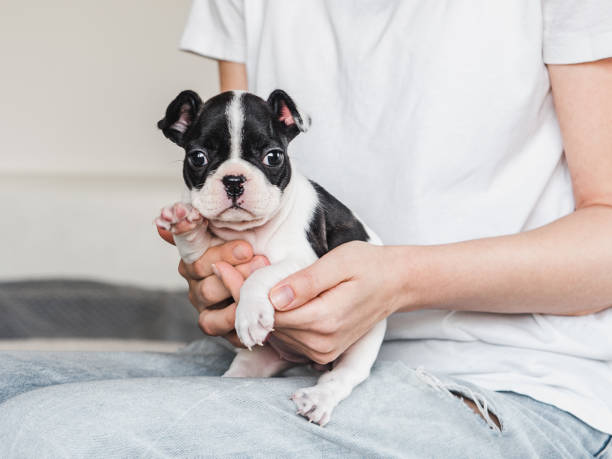 istock Lovable, pretty puppy and female hands. Close-up 1493979950