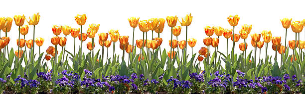 Tulipe frontière - Photo