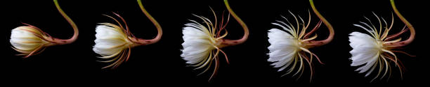time lapse of night-blooming cereus flower on black