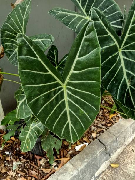 istock Close up of amazonian elephant ear plant 1493983362