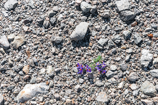 Alpine toadflax -Linaria Alpina-  on a stony ground