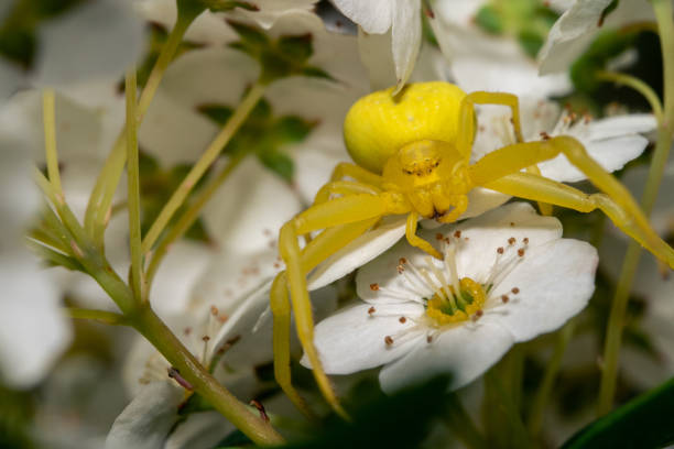 istock beautiful yellow crab spider 1493983541