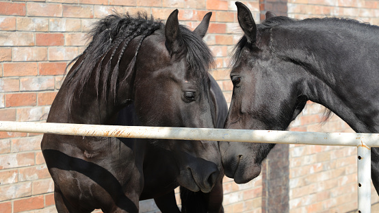 Arabian horses in a ranch of Catalunya (Spain)