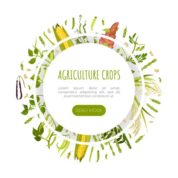 Vector illustration of Organic Cereals and Legume Banner Design with Growing Crops and Plant Vector Template