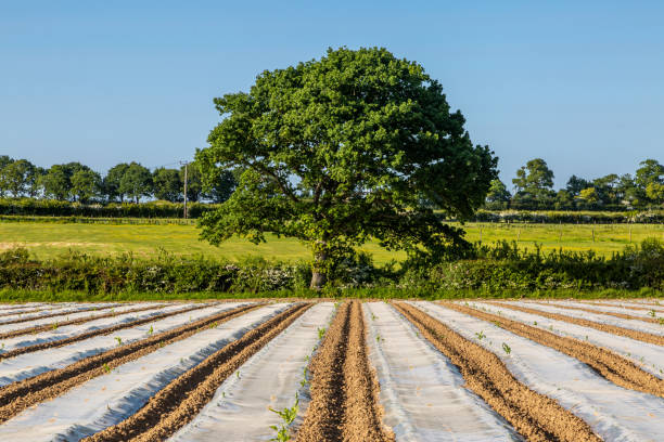 istock Sussex farmland in springtime with crops growing under protective plastic 1493989668