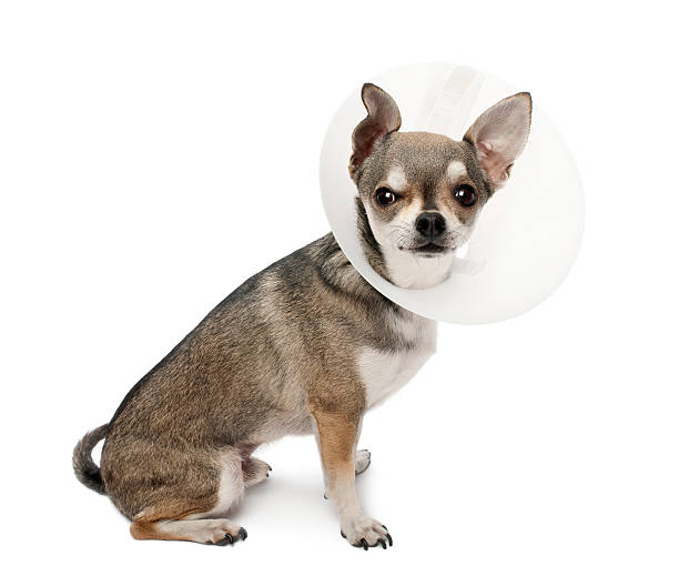 istock Chihuahua, 4 years old, wearing a space collar 149399065