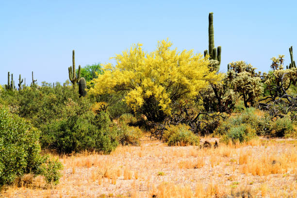 An old tree in early morning sunshine in Arizona.