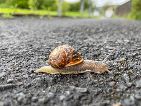 Snail crawling across footpath
