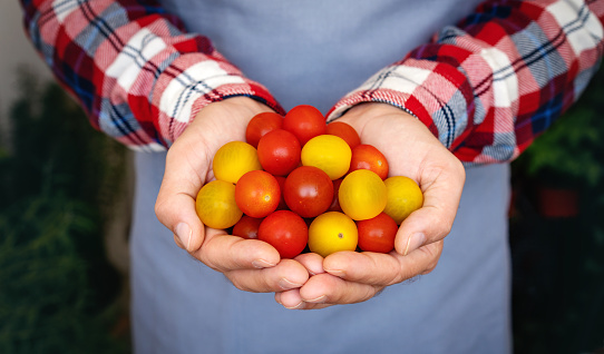 Red and yellow cherry tomatoes in hands of farmer. Organic vegetables farming.
