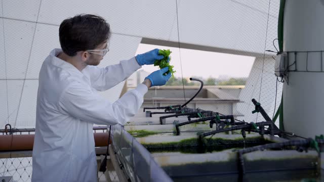 Scientist reviewing lab-grown algae for research in biotech and agronomy