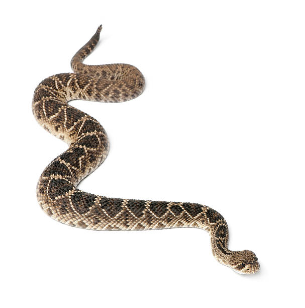 istock Poisonous eastern diamondback rattlesnake 149400098