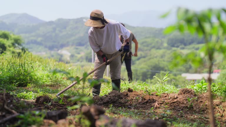 Senior woman working on sustainable organic family and community farm field