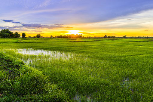 Cultivated Rice Paddy Fields in India. The rice grains are visible on the plants and they have already taken a green-golden colour. The sky is bright and the horizon is visible at a distance.