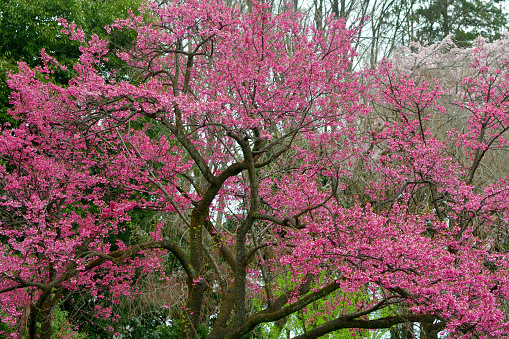 Cerasus campanulata is a species of cherry, native to Japan, Taiwan, Vietnam and southern/eastern China, and is one of many cherry trees which bloom early.