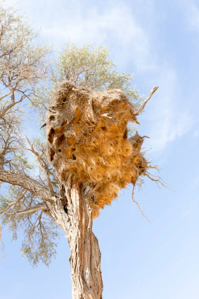 istock View of a sociable weaver nest 1494003405