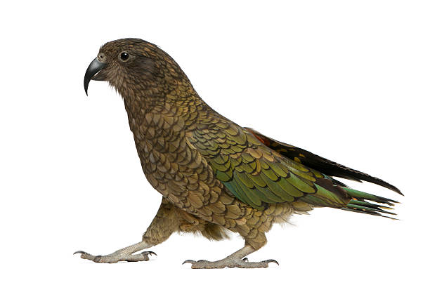 istock Kea, Nestor notabilis, a parrot, standing 149400351