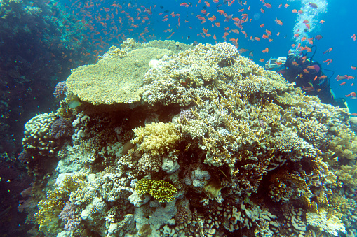 View of colorful corals and fishes in Sharm El Sheik