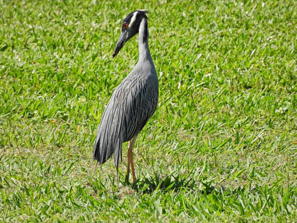 istock Yellow-Crowned Night-Heron (Nyctanassa violacea) - in the grass 1494004384