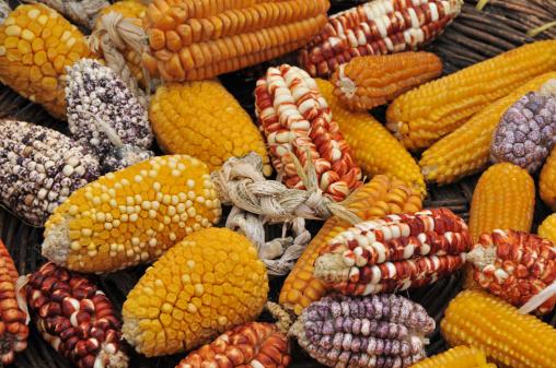 Picture of corn cobs taken in an Indian village market in Urubamba Valley, Peru. Peru is believed to be corn’s homeland, as well as potatoe’s. These colorful cobs displayed in a basket represent only a part of enormous variety of this plant.