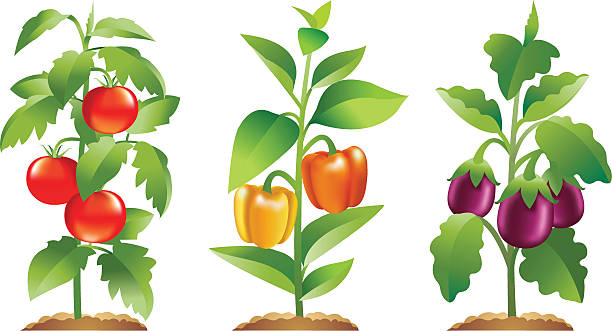 tomaten, paprika und brinjal pflanzen - orangefarbige paprika stock-grafiken, -clipart, -cartoons und -symbole