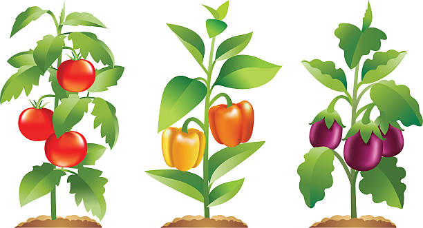 ilustraciones, imágenes clip art, dibujos animados e iconos de stock de tomate, pimiento y brinjal plantas - pepper bell pepper growth ripe