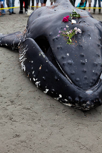 istock Juvenile Humpback whale washes ashore and died 149400987