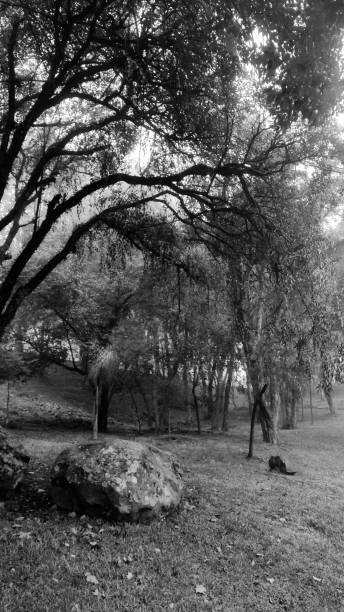 istock Black and white forest photograph 1494011051