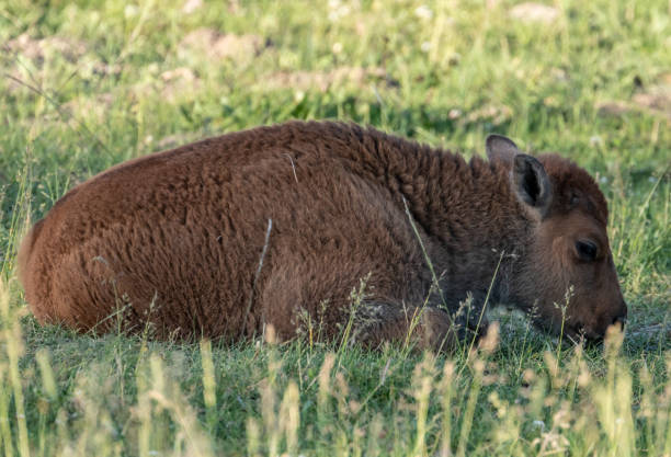 istock Baby Bison Rests In Green Grass 1494012429