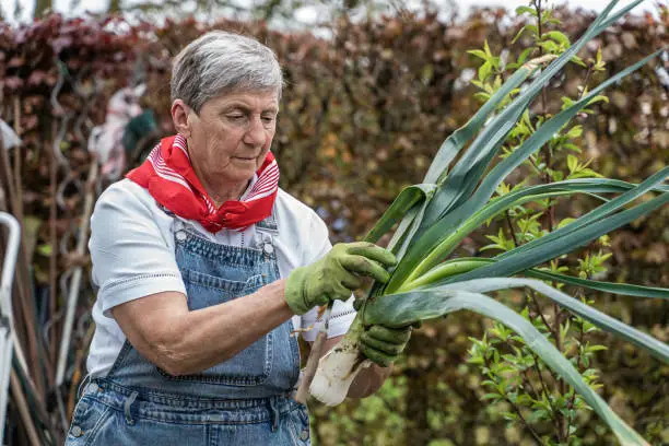 Senior woman with short white hair and red scarf, carefully inspecting the leaves of a freshly picked leek in her garden.