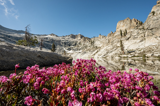 Beardtongue Flowers Bloom On The Edge of Pear Lake in Sequoia National Park