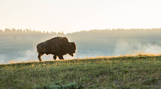 istock Bison Walks Across Gold Highlighted Hill Side In Hayden Valley 1494012820