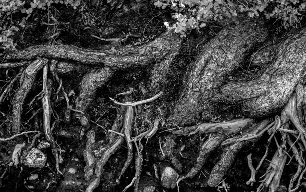 Black And White Exposed Roots Along Creek Edge in Yosemite