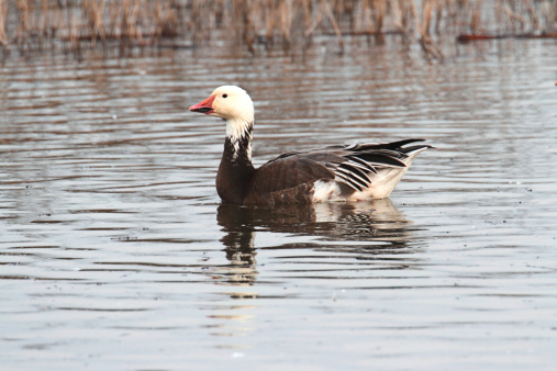 Blue form Snow Goose (chen caerulescens) swimming in water