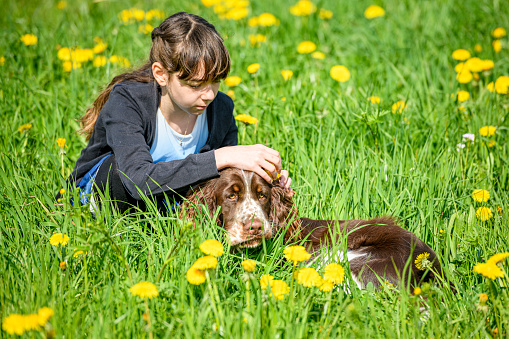 11 year old girl stroking a dog (English Springer Spaniel) in a flower meadow with blooming dandelions