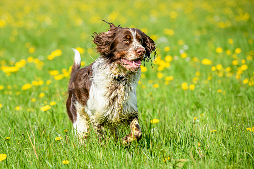 Dog (English Springer Spaniel) running in a flower meadow