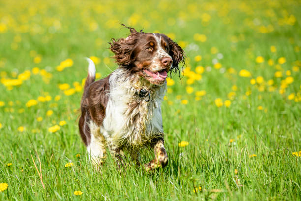 770+ English Springer Spaniel Dog Portrait Stock Photos, Pictures & Royalty-Free Images - iStock