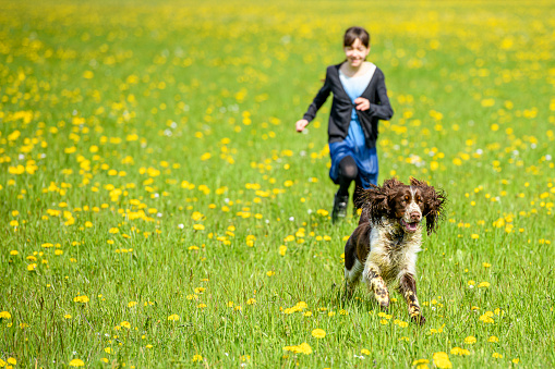 Girl and a dog (English Springer Spaniel) running in a flower meadow, selective focus on dog